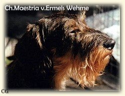 CH. Maestria Von ermel´s wehme